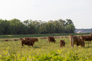 A herd of brown cattle grazing in a lush green field under soft sunlight.