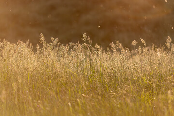 A close-up of a sunlit meadow with tall grass and wild plants glowing in the warm light. Floating particles in the golden atmosphere add a magical touch to this tranquil natural scene.