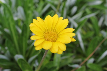Yellow gazania flower on a plant in a garden
