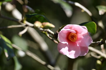 厳冬に凛と咲く