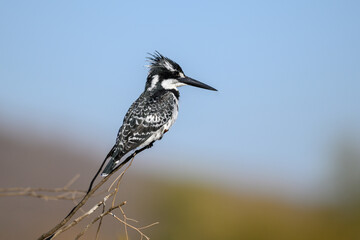 A pied kingfisher perched on a twig