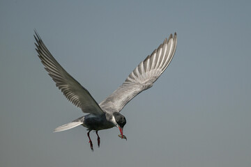 A whiskered tern landing on a branch with a fish in its beak