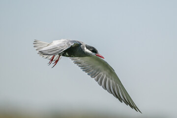 A whiskered tern in flight