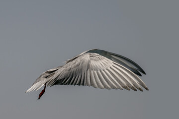 A whiskered tern in flight