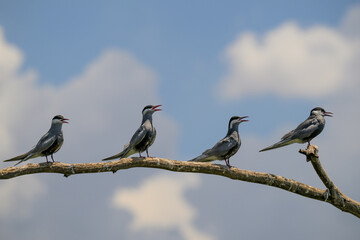 Whiskered terns perched on a branch