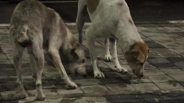 Two Indian stray dogs eating food from the footpath, depicting survival and street life in an urban setting.

