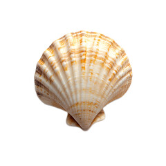 Beautifully Detailed and Textured Marine Seashell Revealing Intriguing Natural Patterns and Designs