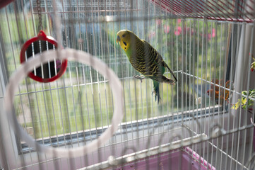 A vibrant green and yellow budgie sits calmly in its cage near a window. Sunlight illuminates the...