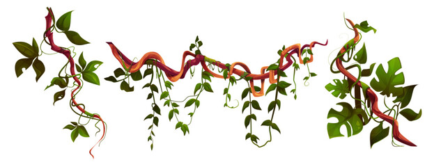 Jungle liana set with twisted vine stems, thick branches and tropical monstera, hanging green leaves of climbing plant. Exotic rainforest flora decorative elements for natural botanical or game design © klyaksun