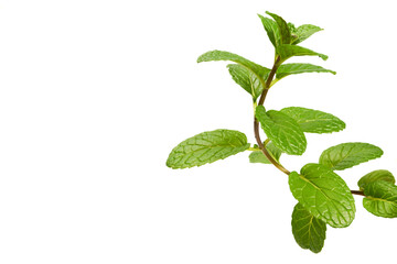 close-up of a branch of fresh mint isolated on a white background
