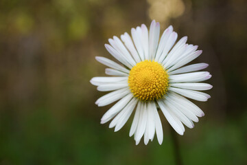 Obraz premium close-up of a beautiful white daisy in the field with background out of focus and copy space