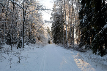 Obraz premium Winter