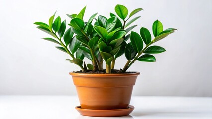 Obraz premium Miniature ZZ Plant in Brown Pot, Isolated on White Background - Tilt-Shift Photography