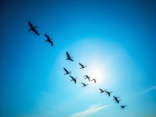 Fototapeta premium Minimalist Birds in Flight: Blue Sky, Simple Avian Silhouette