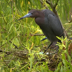 Little blue heron perched on a nest surrounded by lush green foliage.
