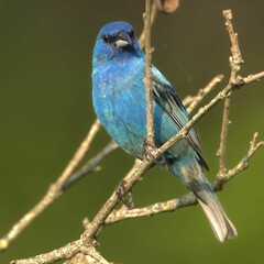 Fototapeta premium Indigo Bunting perched on a tree branch observing its surroundings