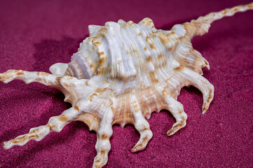 Scorpion Conch Shell on red sand Background