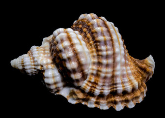 Distorsio Anus Shell on Black Background