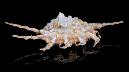 Scorpion Conch Shell on Black Background