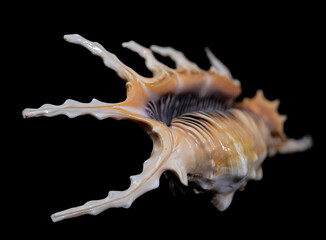 Scorpion Conch Shell on Black Background