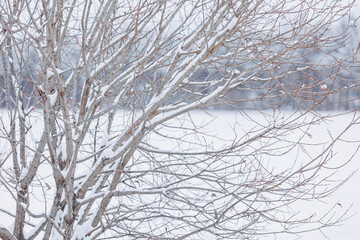 枝に積もった雪