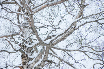 北海道の冬の木々