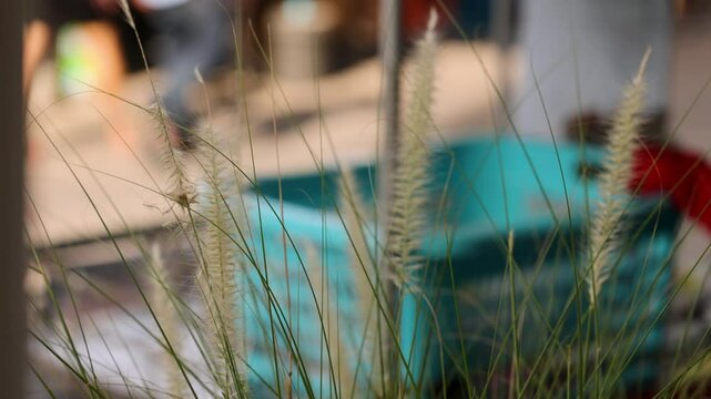 Wind Blowing Through Desho Grass