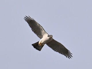 オオタカ Goshawk