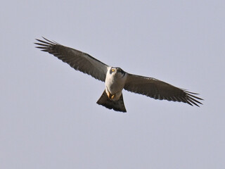 オオタカ Goshawk
