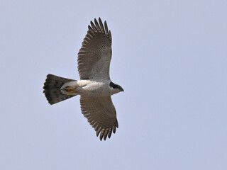 オオタカ Goshawk