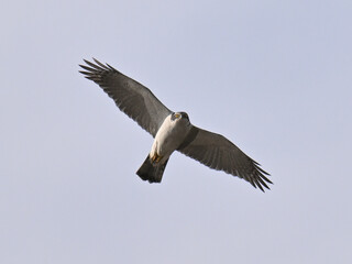 オオタカ Goshawk