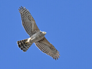 オオタカ Goshawk