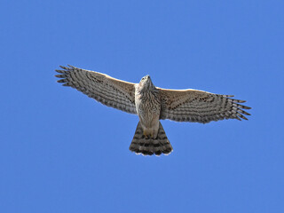 オオタカ Goshawk