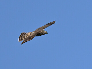 オオタカ Goshawk