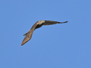 オオタカ Goshawk