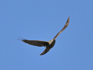 オオタカ Goshawk