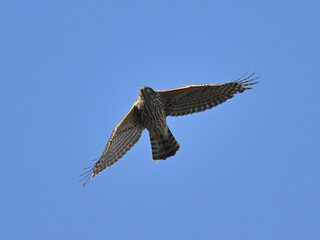 オオタカ Goshawk