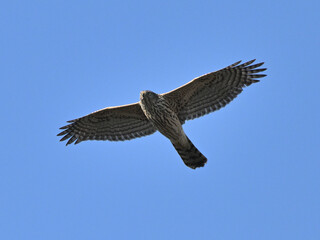 オオタカ Goshawk