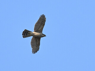 オオタカ Goshawk
