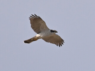 オオタカ Goshawk