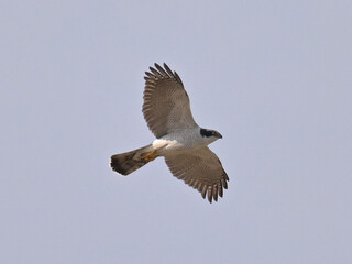 オオタカ Goshawk