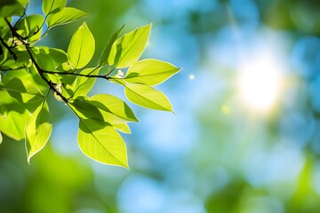 Obraz premium green leaves background