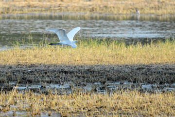 A photo of a Great Egret bird in flight.