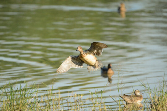 A photo of a Mallard duck in flight.