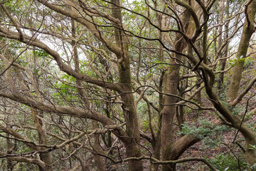 Fototapeta premium A close-up photo of small trees.
