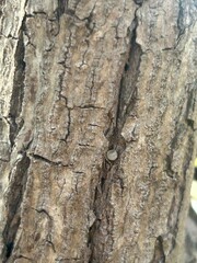 bark of a tree