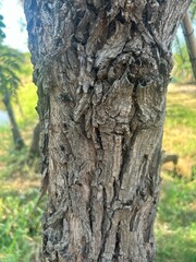bark of a tree