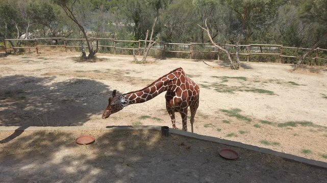 Giraffe stretching long neck while eating vegetation inside spacious outdoor enclosure at reserve africaine de sigean zoological park in southern france, surrounded by natural landscape