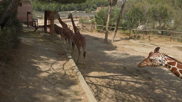 Giraffes walking together in single file within spacious sigean african reserve, peacefully roaming protected natural habitat during sunny daytime