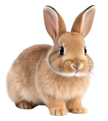 Obraz premium PNG Rabbit plush animal mammal rodent.
